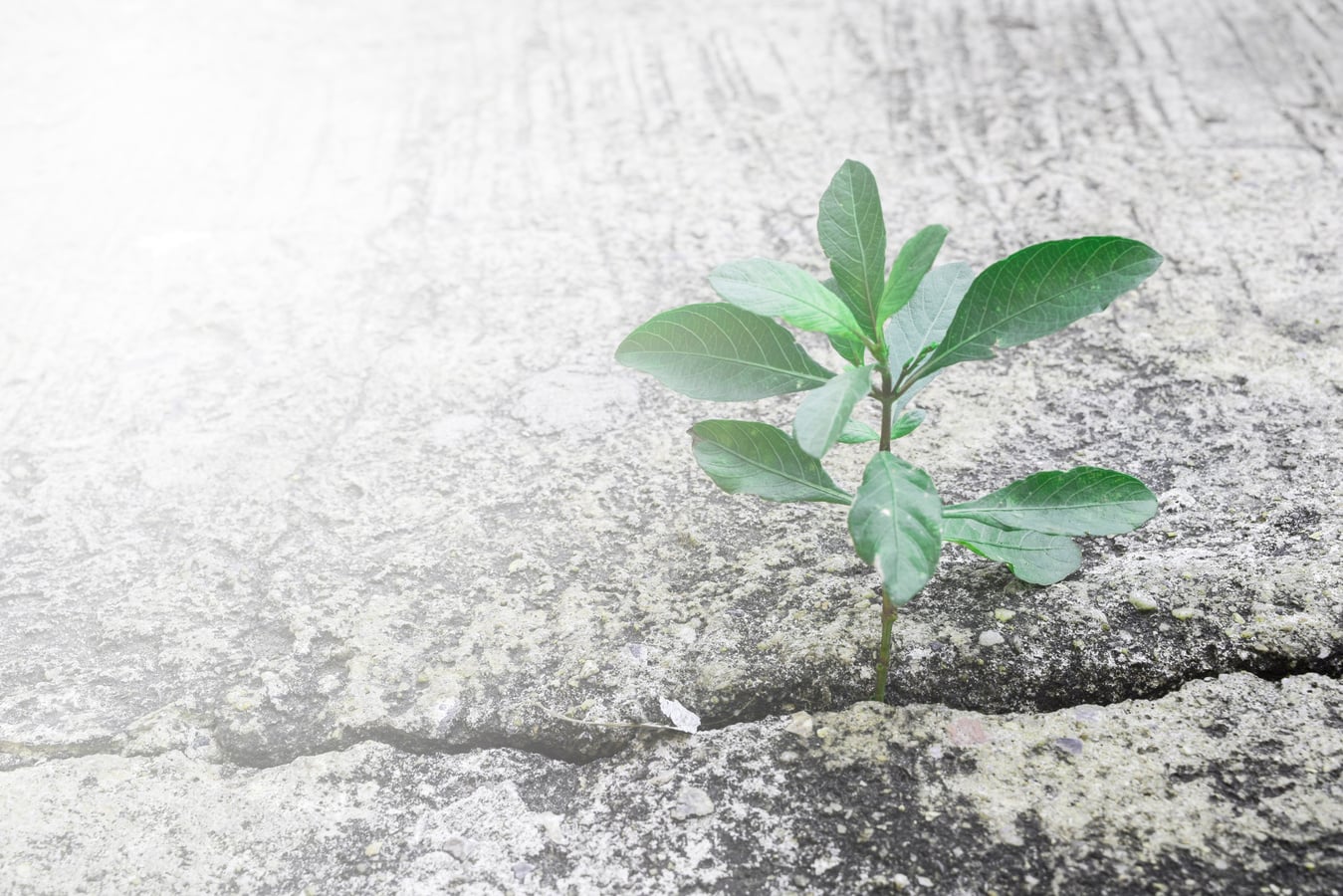 Plant Growing on Concrete