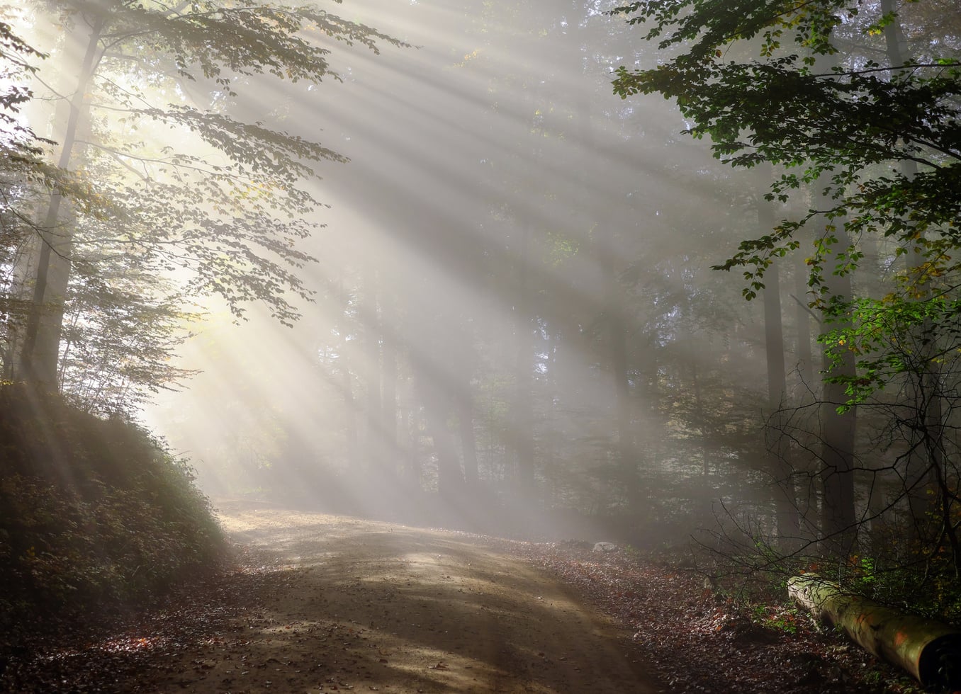 Morning Mist and Sunbeam